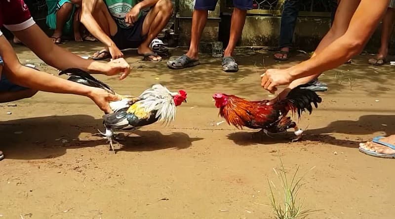 Đá Gà VF555 – Khám Phá Đấu Trường Chiến Kê Đầy Máu Lửa 3 da ga vf555 kham pha dau truong chien ke day mau lua 1442 2