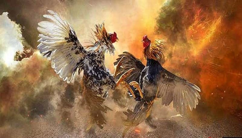Đá Gà VF555 – Khám Phá Đấu Trường Chiến Kê Đầy Máu Lửa 1 da ga vf555 kham pha dau truong chien ke day mau lua 1442